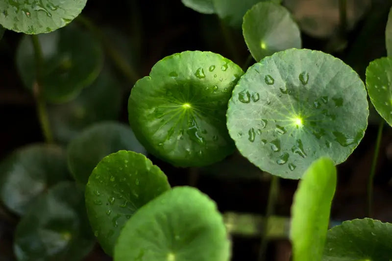 Almora Botanica Serum For Fine Lines Almora Botanica