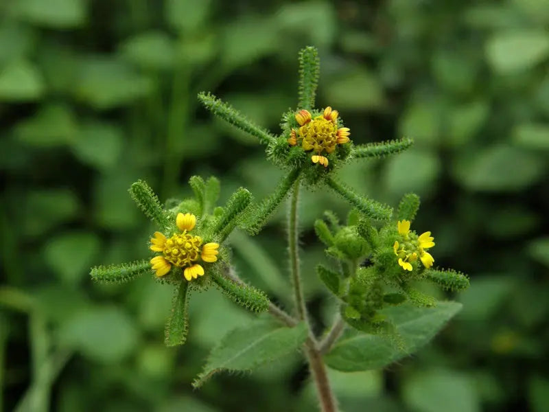 Almora Botanica Restorative Eye Serum Almora Botanica