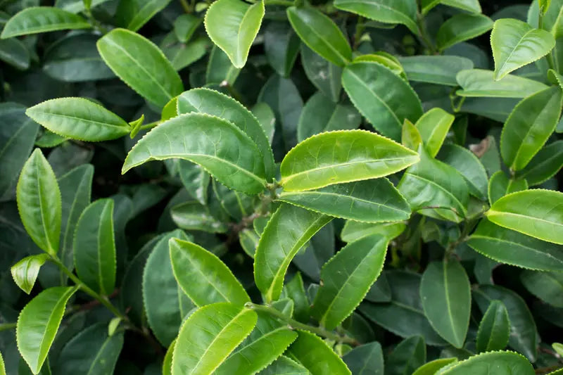 Almora Botanica Restorative Eye Serum Almora Botanica